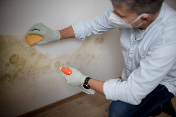Best Mold Damage Repair  in Taft, CA