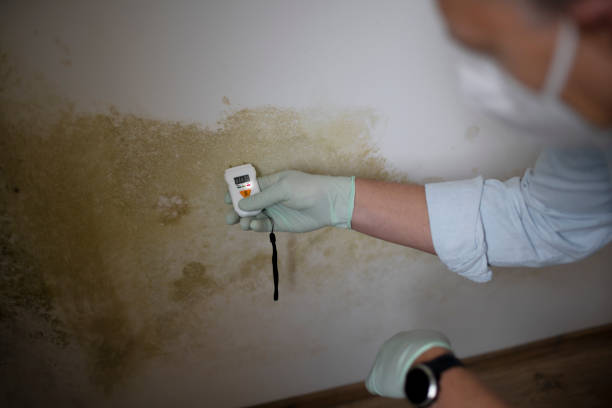 Best Attic Mold Removal  in Taft, CA