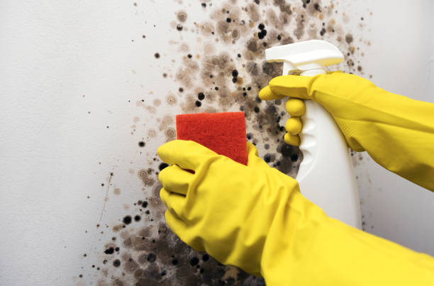 Best Fast Mold Removal  in Taft, CA