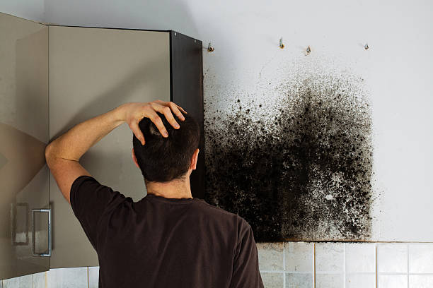 Best Mold Removal Company Near Me  in Taft, CA