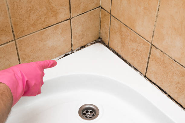 Best Mold Remediation  in Taft, CA