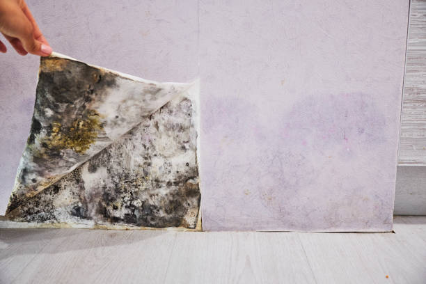 Best Residential Mold Removal  in Taft, CA